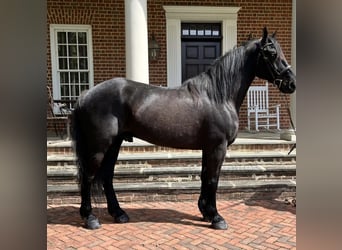 Percheron Mix, Castrone, 6 Anni, 165 cm, Morello
