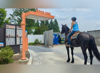 Percheron Mix, Castrone, 6 Anni, 165 cm, Morello