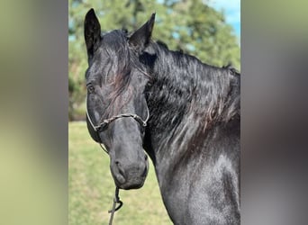 Percheron, Castrone, 6 Anni, 165 cm, Morello