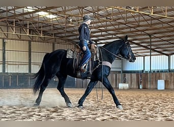 Percheron, Castrone, 6 Anni, 165 cm, Morello