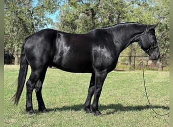 Percheron, Castrone, 6 Anni, 165 cm, Morello