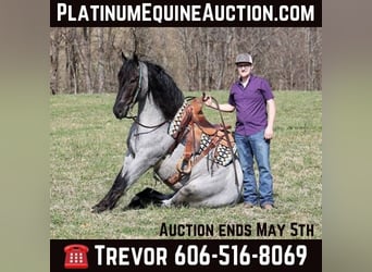 Percheron, Castrone, 6 Anni, 165 cm, Roano blu