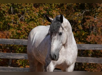 Percheron Mix, Castrone, 6 Anni, 168 cm