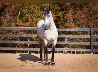 Percheron Mix, Castrone, 6 Anni, 168 cm