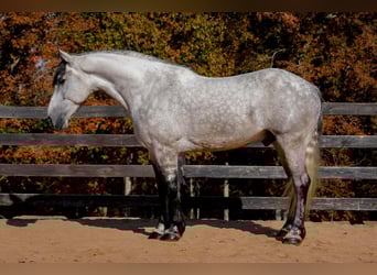 Percheron Mix, Castrone, 6 Anni, 168 cm, Grigio pezzato