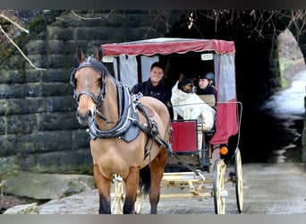 Percheron Mix, Castrone, 6 Anni, 170 cm, Baio ciliegia