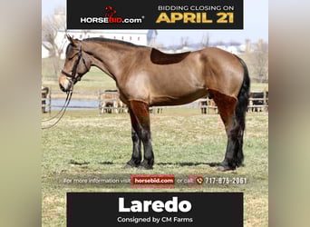 Percheron Mix, Castrone, 6 Anni, 170 cm, Baio ciliegia