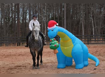 Percheron Mix, Castrone, 6 Anni, 170 cm, Grigio