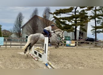 Percheron Mix, Castrone, 6 Anni, 173 cm, Grigio