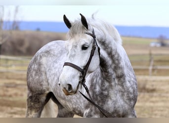 Percheron Mix, Castrone, 6 Anni, 173 cm, Grigio