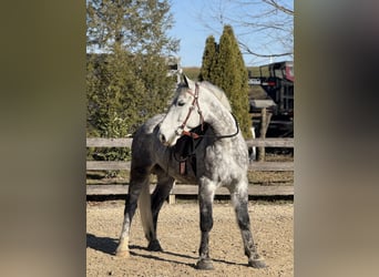 Percheron Mix, Castrone, 6 Anni, 173 cm, Grigio