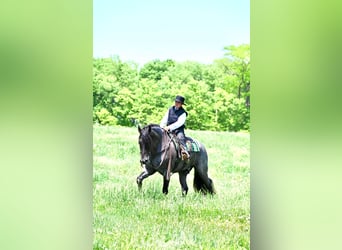 Percheron, Castrone, 6 Anni, 173 cm, Roano blu