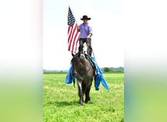 Percheron, Castrone, 6 Anni, 173 cm, Roano blu