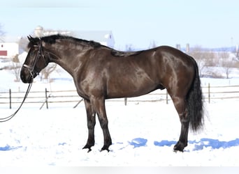 Percheron Mix, Castrone, 6 Anni, 175 cm, Morello