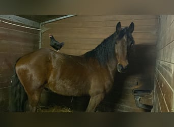 Percheron Mix, Castrone, 6 Anni, 176 cm, Baio