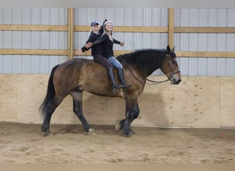 Percheron, Castrone, 6 Anni, Baio ciliegia