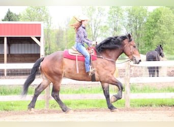 Percheron, Castrone, 6 Anni, Baio ciliegia