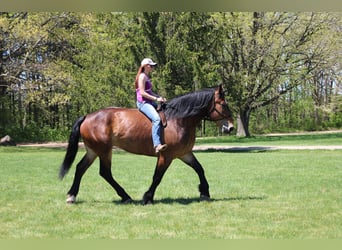 Percheron, Castrone, 6 Anni, Baio ciliegia