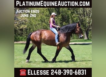 Percheron, Castrone, 6 Anni, Baio ciliegia
