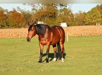 Percheron Mix, Castrone, 6 Anni, Baio ciliegia