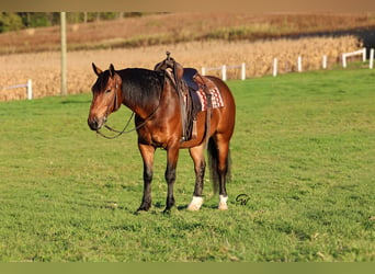 Percheron Mix, Castrone, 6 Anni, Baio ciliegia