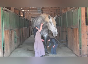 Percheron, Castrone, 6 Anni, Grigio