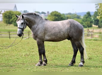 Percheron, Castrone, 6 Anni, Grigio