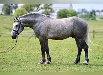 Percheron, Castrone, 6 Anni, Grigio