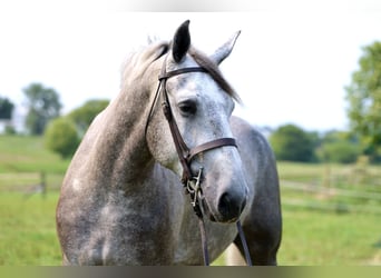 Percheron, Castrone, 6 Anni, Grigio