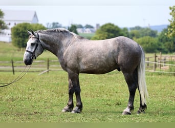 Percheron, Castrone, 6 Anni, Grigio