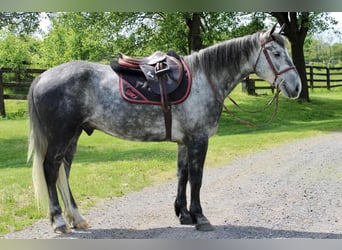 Percheron Mix, Castrone, 6 Anni, Grigio pezzato