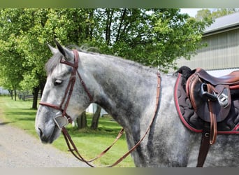 Percheron Mix, Castrone, 6 Anni, Grigio pezzato