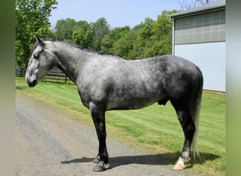Percheron Mix, Castrone, 6 Anni, Grigio pezzato