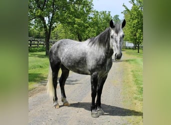 Percheron Mix, Castrone, 6 Anni, Grigio pezzato
