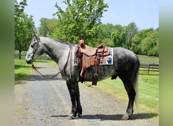 Percheron Mix, Castrone, 6 Anni, Grigio pezzato