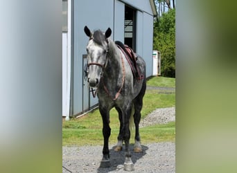 Percheron Mix, Castrone, 6 Anni, Grigio pezzato