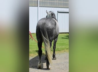 Percheron Mix, Castrone, 6 Anni, Grigio pezzato
