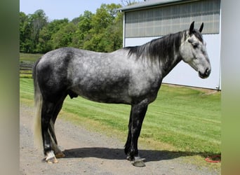 Percheron Mix, Castrone, 6 Anni, Grigio pezzato