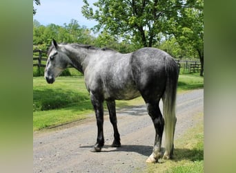 Percheron Mix, Castrone, 6 Anni, Grigio pezzato