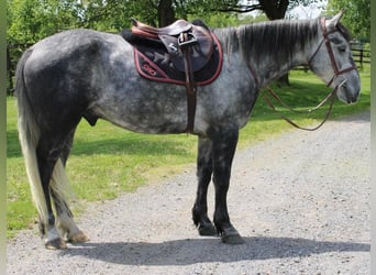 Percheron Mix, Castrone, 6 Anni, Grigio pezzato