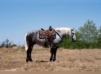 Percheron Mix, Castrone, 6 Anni, Grigio pezzato