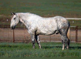 Percheron Mix, Castrone, 6 Anni, Grigio pezzato