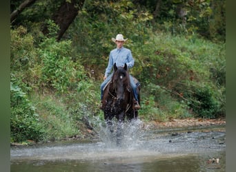 Percheron, Castrone, 6 Anni, Morello