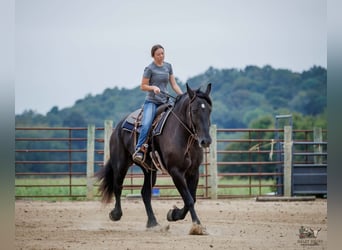 Percheron, Castrone, 6 Anni, Morello