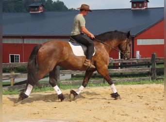 Percheron Mix, Castrone, 6 Anni, Morello