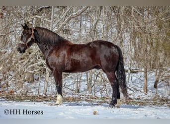 Percheron, Castrone, 7 Anni, 155 cm, Morello