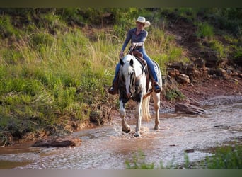 Percheron Mix, Castrone, 7 Anni, 160 cm, Roano blu