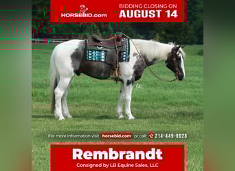 Percheron Mix, Castrone, 7 Anni, 160 cm, Roano blu