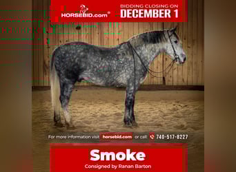 Percheron Mix, Castrone, 7 Anni, 163 cm, Grigio