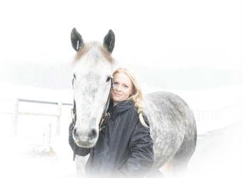 Percheron Mix, Castrone, 7 Anni, 163 cm, Grigio